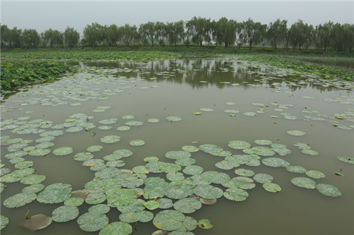 黃大莊:鄉村振興戰略背景下景觀建設及植物應用思考
