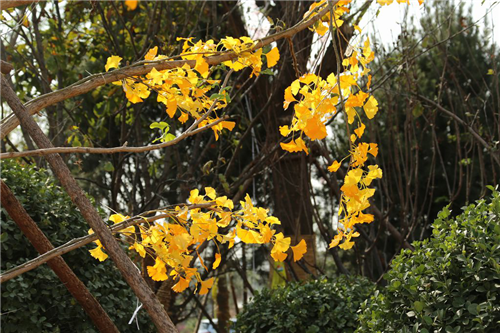 黃大莊:鄉村振興戰略背景下景觀建設及植物應用思考