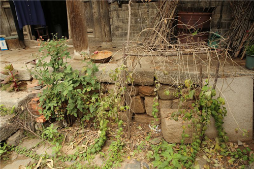 黃大莊:鄉村振興戰略背景下景觀建設及植物應用思考