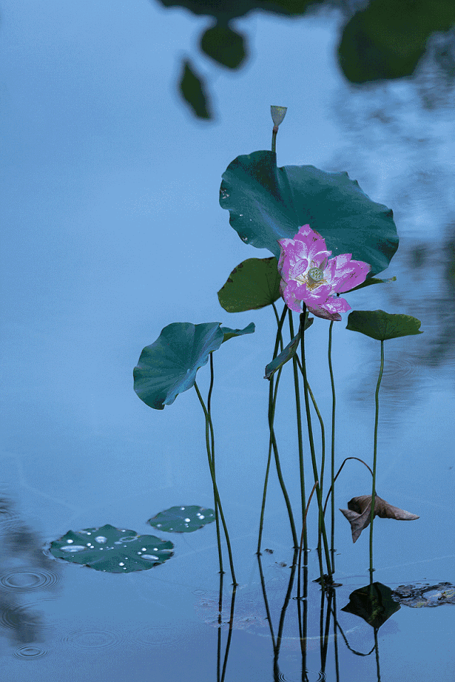 禪緣此地,不向遠方——新興禪域小鎮(zhèn)