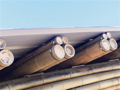 竹之眼 科學與藝術完美融合