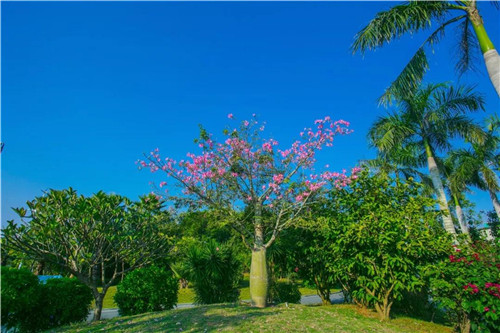 三亞海棠灣亞特蘭蒂斯水上樂園“地產園林獎”金獎擁入懷