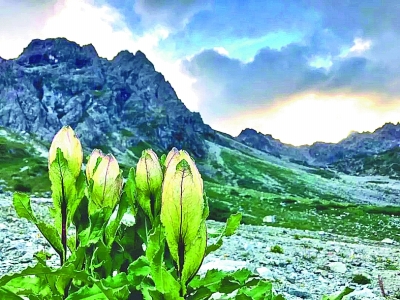 改變世界的中國植物