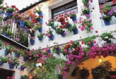 科爾多瓦庭院節——花卉界的“奧斯卡”