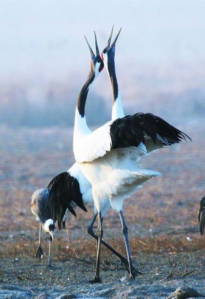 濕地保護,要景觀設計更要野花野草