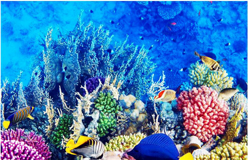 生物多樣性，讓你的景觀設(shè)計(jì)更有活力