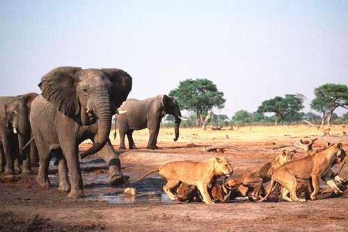 生物多樣性，讓你的景觀設(shè)計(jì)更有活力