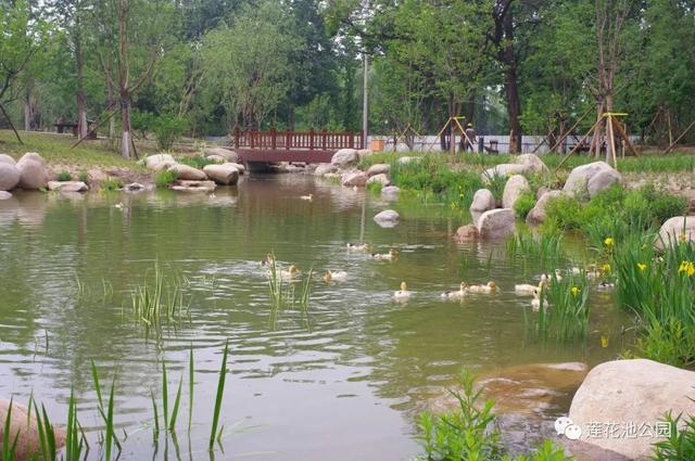 北京蓮花池公園:科技打造“城市森林”