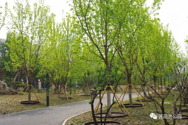 北京蓮花池公園:科技打造“城市森林”