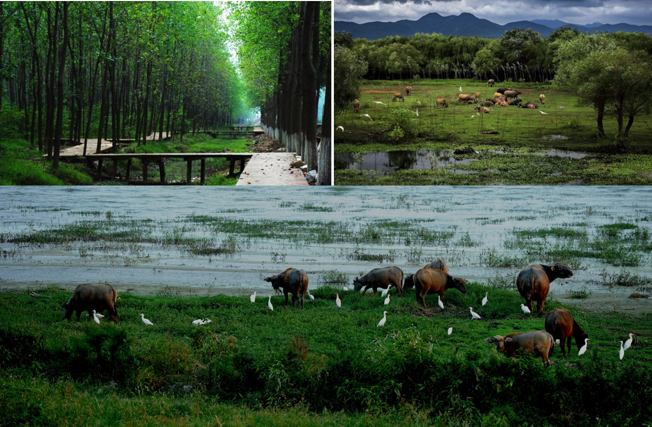 當代濱水景觀——景觀與生態共生