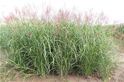 北京世園會:克勞沃展園