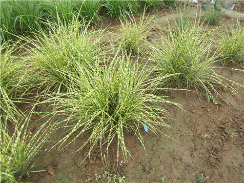 北京世園會:克勞沃展園