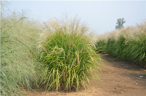 北京世園會:克勞沃展園