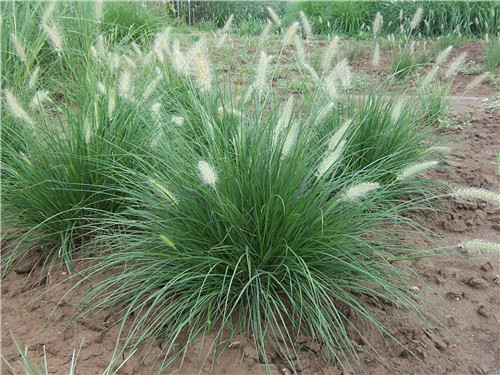 北京世園會:克勞沃展園