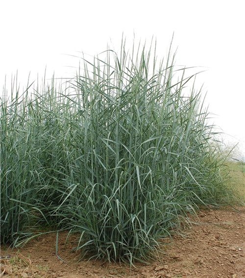 北京世園會:克勞沃展園