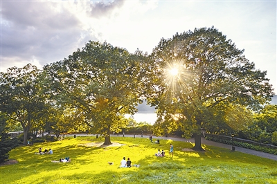 城市森林:繁華紐約的另一面