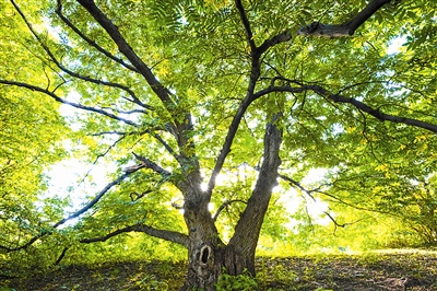 城市森林:繁華紐約的另一面