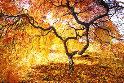 城市森林:繁華紐約的另一面