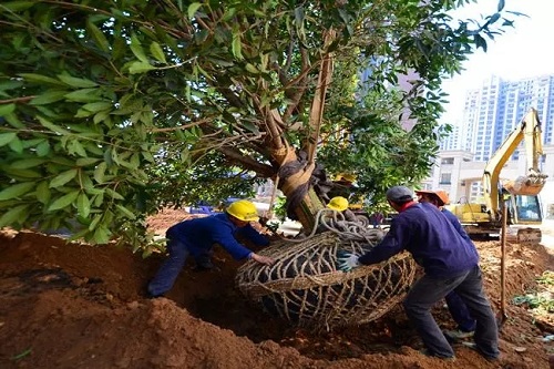 曾甘之如飴的PPP項目如今成了燙手山芋，園林工程企業如何渡難關？
