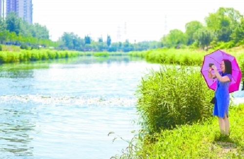 白鷺天鵝來安家 推開窗子就賞景