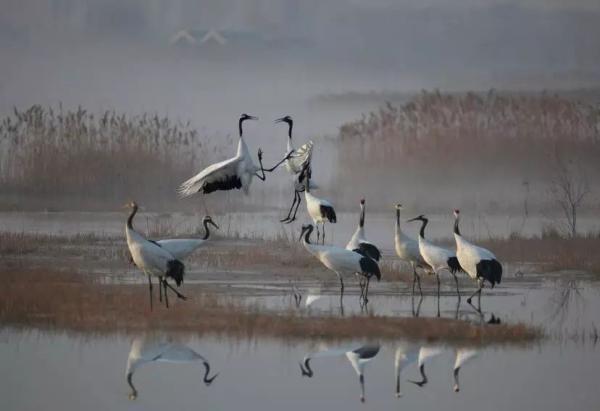 黃(渤)海候鳥棲息地列入世界遺產名錄