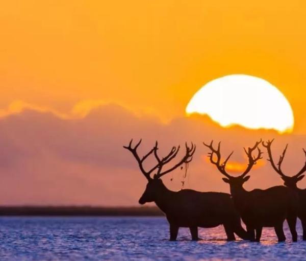黃(渤)海候鳥棲息地列入世界遺產名錄