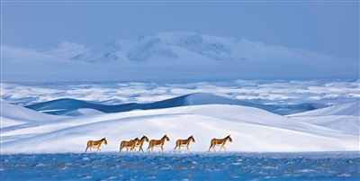 青海：建設國家公園省，以大作為體現大擔當