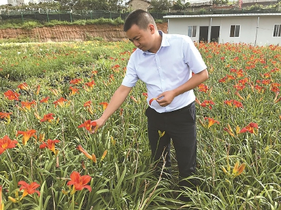 花卉食用藥用深加工，打造萱草產業鏈