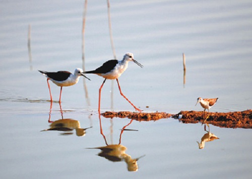 鹽城 留住灘涂的美(美麗中國)
