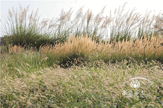 世界上海拔最低的植物園——新疆吐魯番沙漠植物園