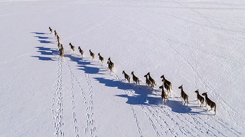 國家公園體制試點，“試”什么？