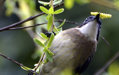 森林城市：涂抹“綠”生活
