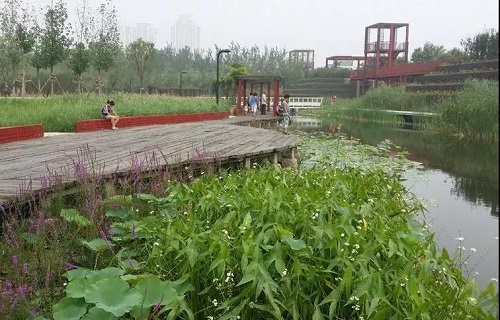 讀城 | 城市是不是越“綠”越好?