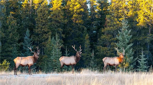 國家公園如何實施特許經營？