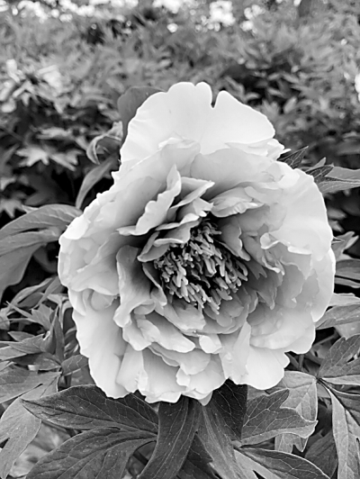 世園會鮮花盛開背后的自主創新