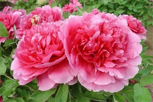 這一次，牡丹能當(dāng)上中國的國花嗎？