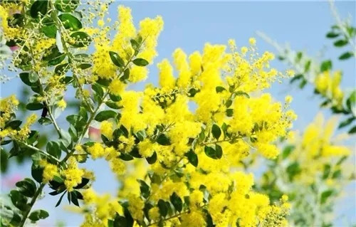 這一次，牡丹能當(dāng)上中國的國花嗎？