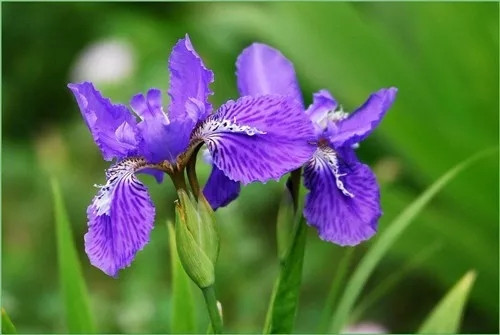 這一次，牡丹能當(dāng)上中國的國花嗎？