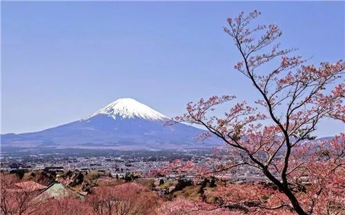 這一次，牡丹能當(dāng)上中國的國花嗎？