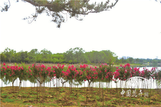 采沙場上崛起的首都“后花園” 記北京昌平新城濱河森林公園