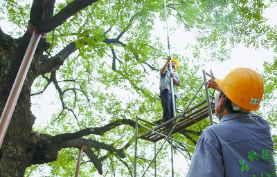 北京700株瀕危古樹年內復壯