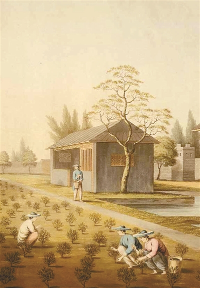 以西方視角欣賞東方草木之神韻