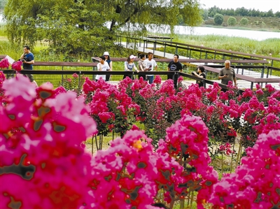 “三紅”紫薇提升京城公園景觀品質