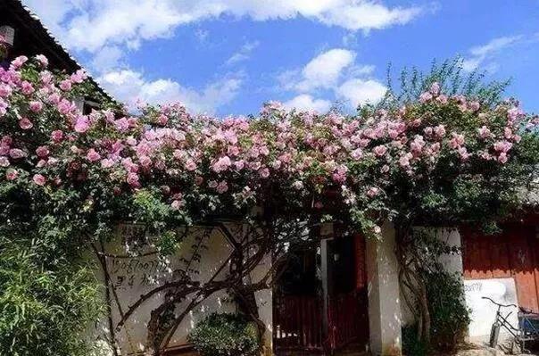 九月到溫江，與園林50強來一場火花四濺的碰撞