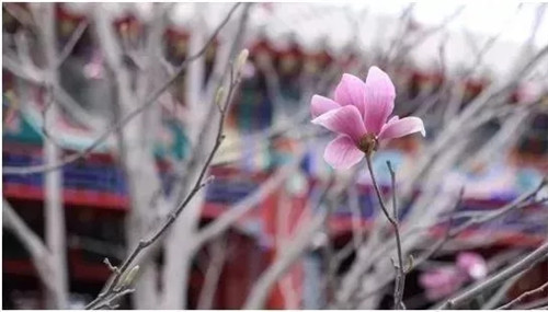 2019園冶杯專業(yè)獎(jiǎng)丨2019北京世園會(huì)北京園