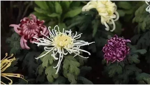 2019園冶杯專業(yè)獎(jiǎng)丨2019北京世園會(huì)北京園