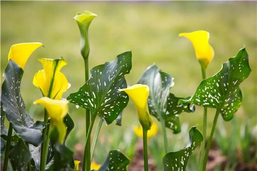 2019園冶杯專業(yè)獎(jiǎng)丨2019北京世園會(huì)北京園