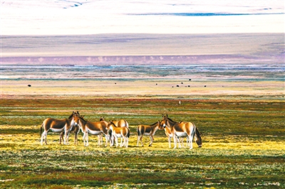 青海 繪制自然保護地“一張圖”