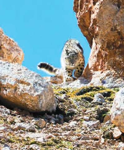青海 繪制自然保護地“一張圖”