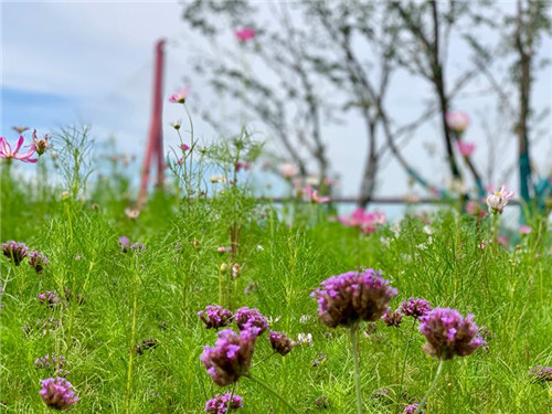 上海:楊浦濱江沉睡百年工業遺存走出歷史塵埃